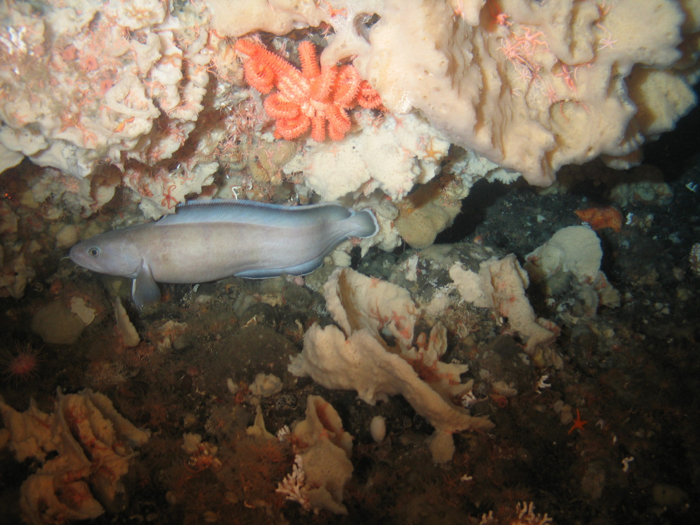 Samspil fiska og kóralla