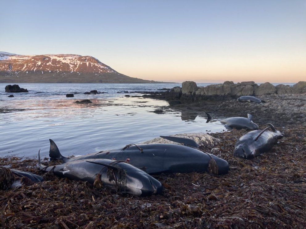 Ljósm. Valerie Chosson
