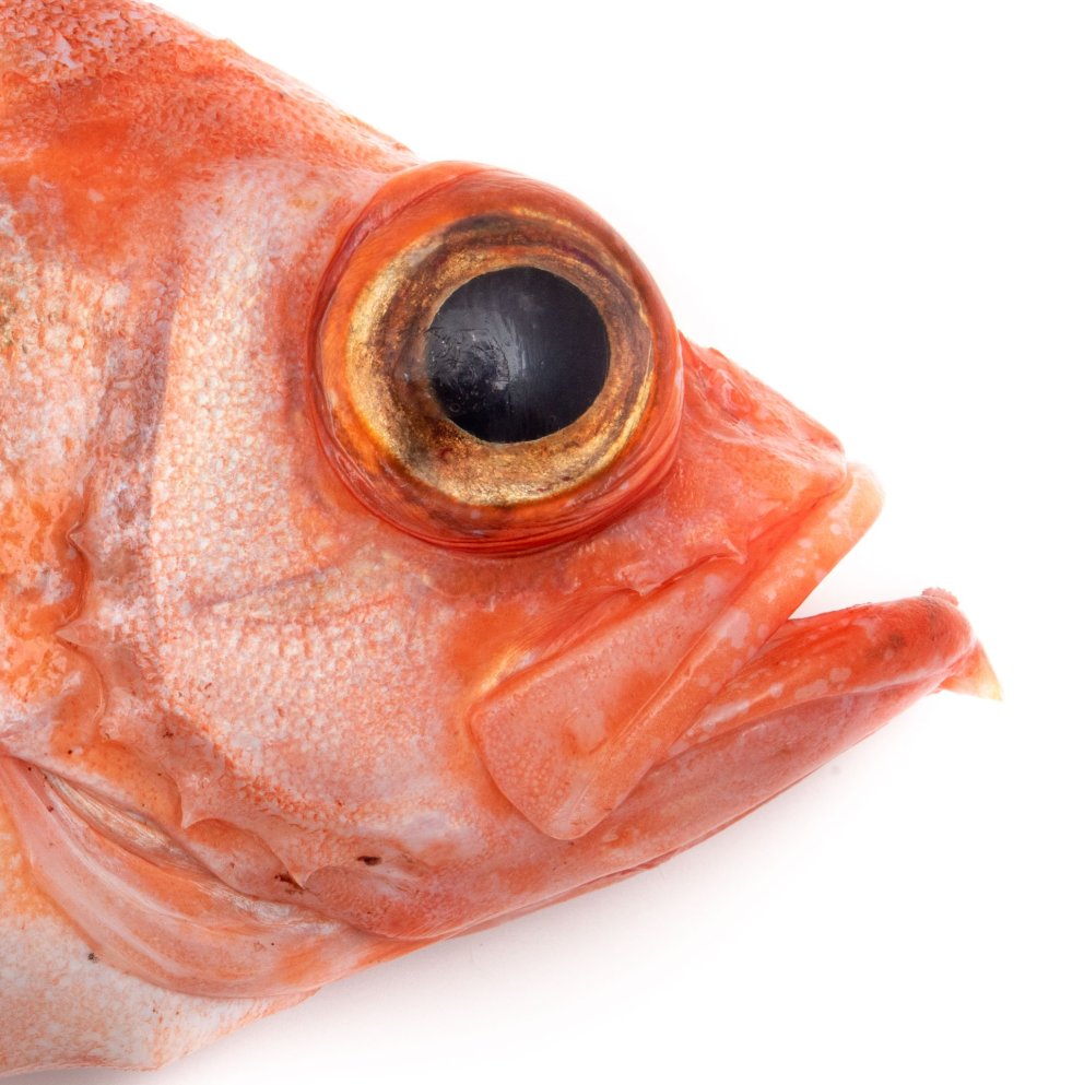 Djúpkarfi. Mynd: Svanhildur Egilsdóttir.