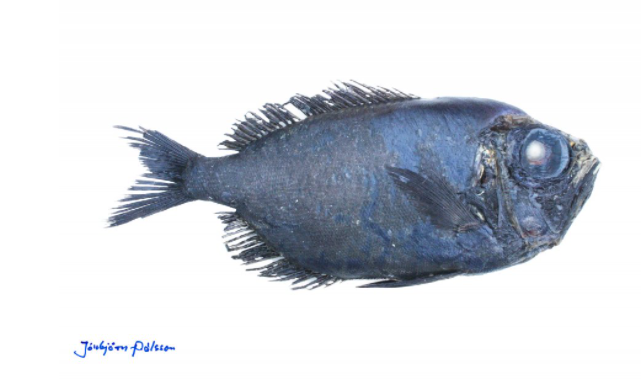 Ljósm. Jónbjörn Pálsson