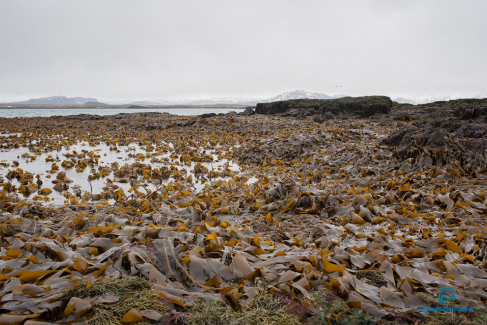 Ráðgjöf um aflamark á klóþangi