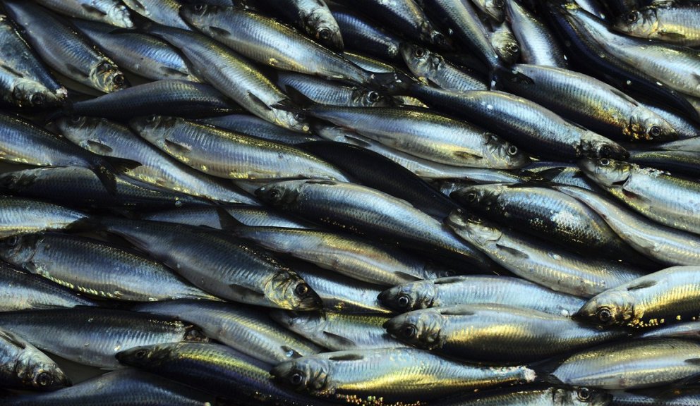 Norsk-íslensk síld. 
Myndin er fengin frá norsku hafrannsóknastofnuninni, Havforskingsinstituttet.&hellip;