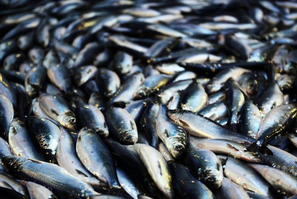 Norwegian Spring-Spawning Herring. 
Photo: The Institute of Marine Research (IMR) in Norway.