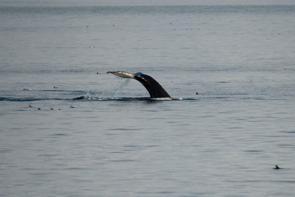 Ljósm. Svanhildur Egilsdóttir
