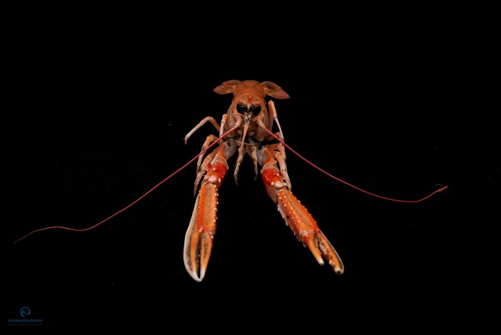 Ljósm. Svanhildur Egilsdóttir