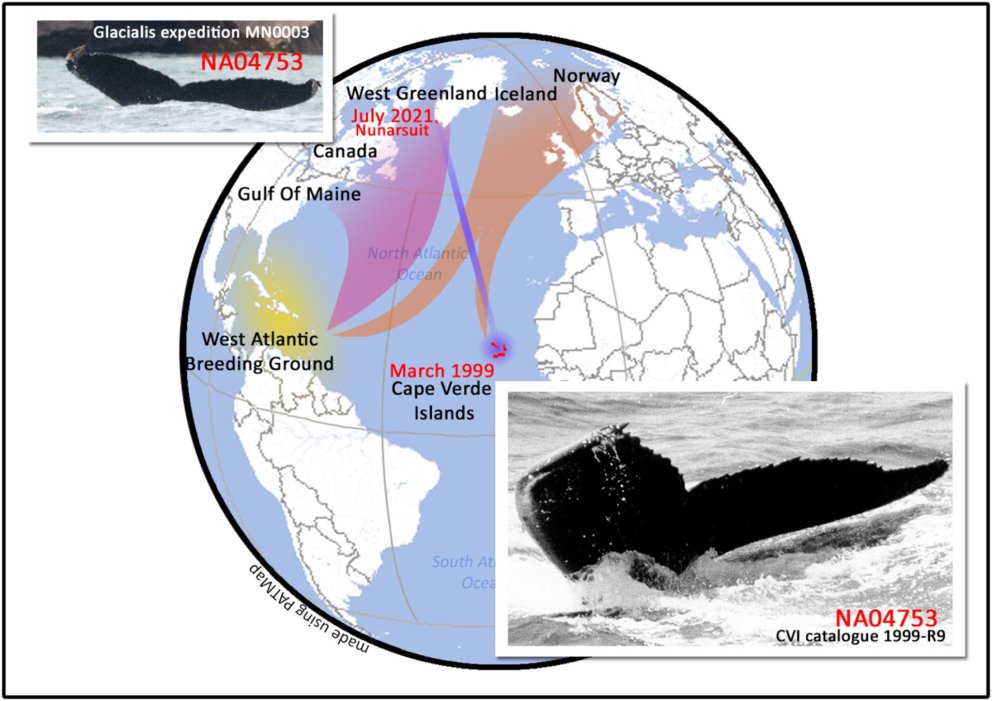 On the figure, the pink shade represents the breeding destination of humpback whale feeding in the W…
