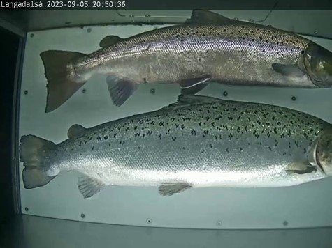 Villtur lax (ofar) og eldislax (neðar) í teljaranum í Langadalsá í byrjun september 2023.