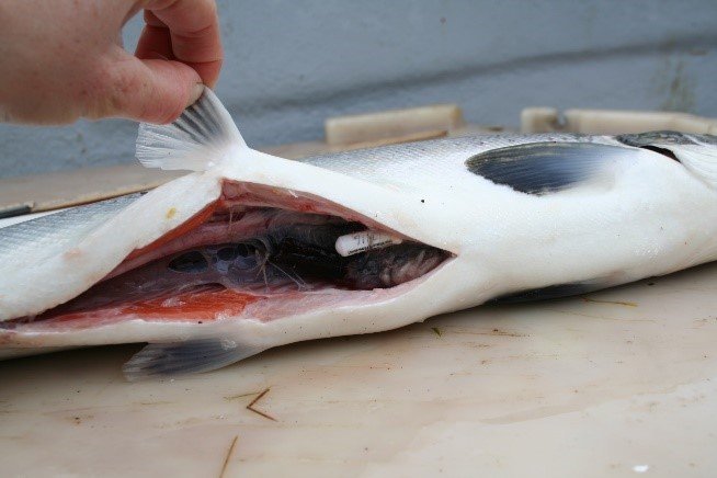 Endurheimtur lax með mælimerki í kviðarholi.