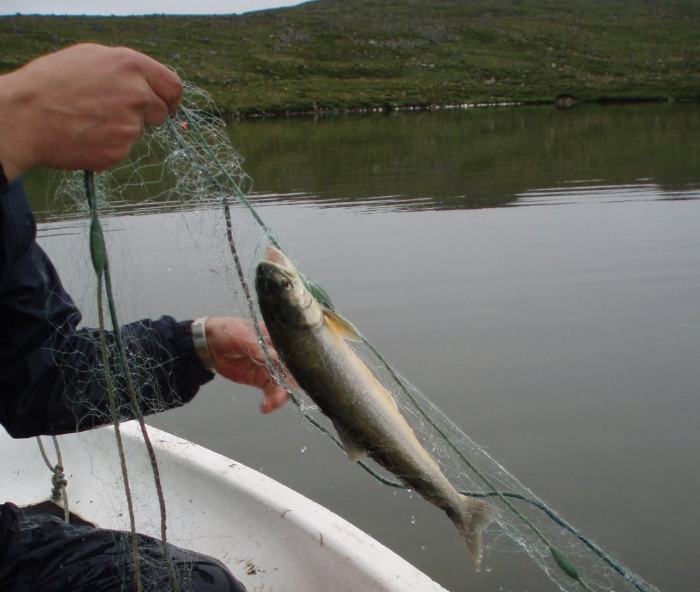 Mynd tekin í felti.