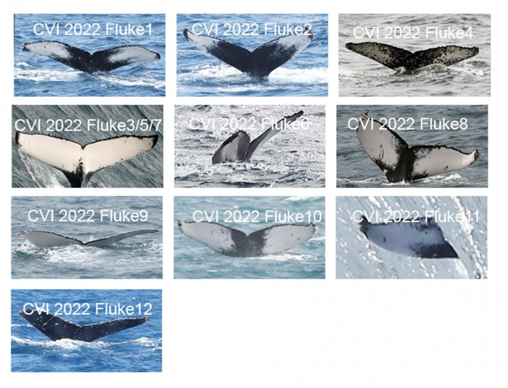 Figure 1. Collage of the first 10 Individuals observed and photographed in Cape Verde in 2022 (Map 1…