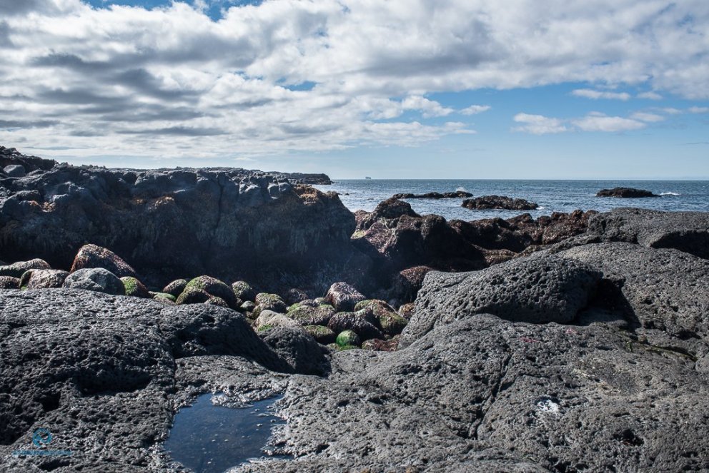 Mat á stærð íslenska útselsstofnsins
