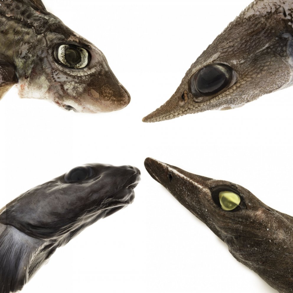 Mynd: Svanhildur Egilsdóttir