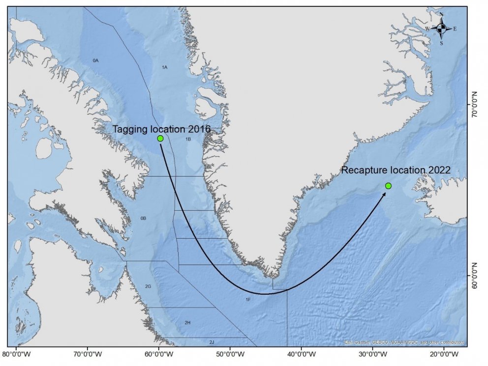 Þann 6. september fékk Hafrannsóknastofnun þessa fínu mynd sem sýnir merkingar- og veiðistað grálúðu…