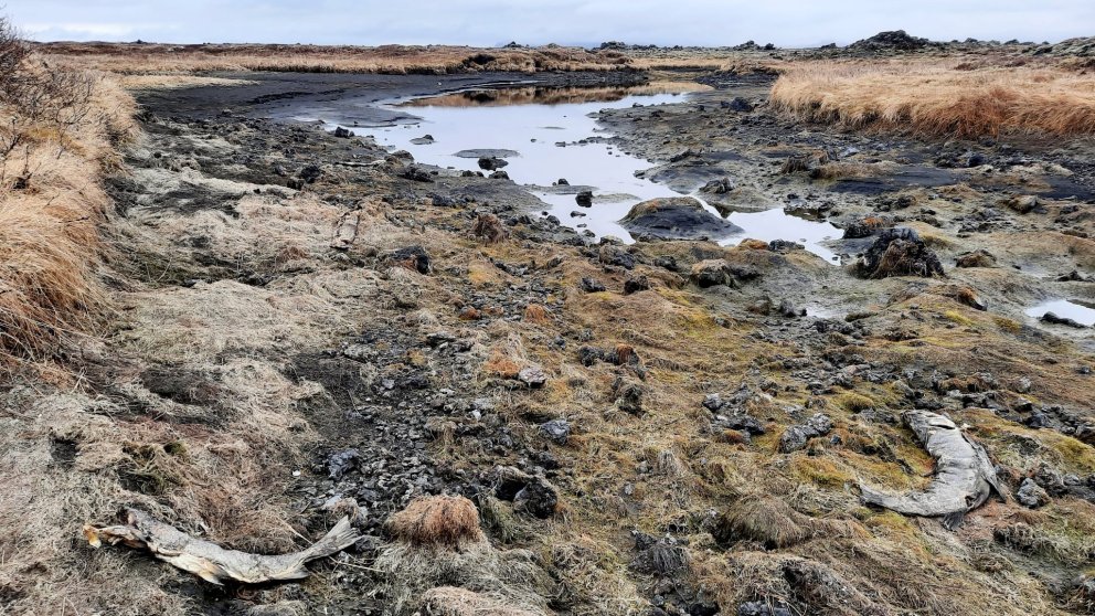 Vatnalíf hefur orðið illa úti vegna vatnsþurrðarinnar, hafa þörungar, smádýr og fiskar drepist á öll…