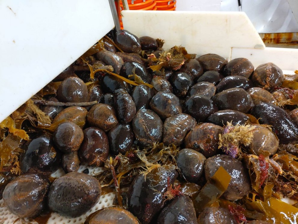 Sæbjúgu úr togi fyrir austan land