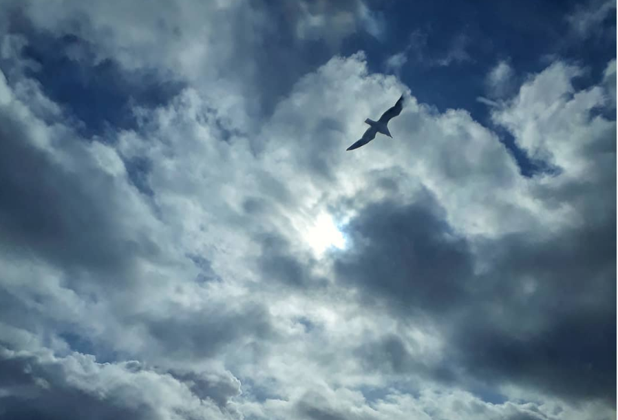 Ljósm. Hafrannsóknastofnun
https://www.instagram.com/hafrannsoknastofnun/