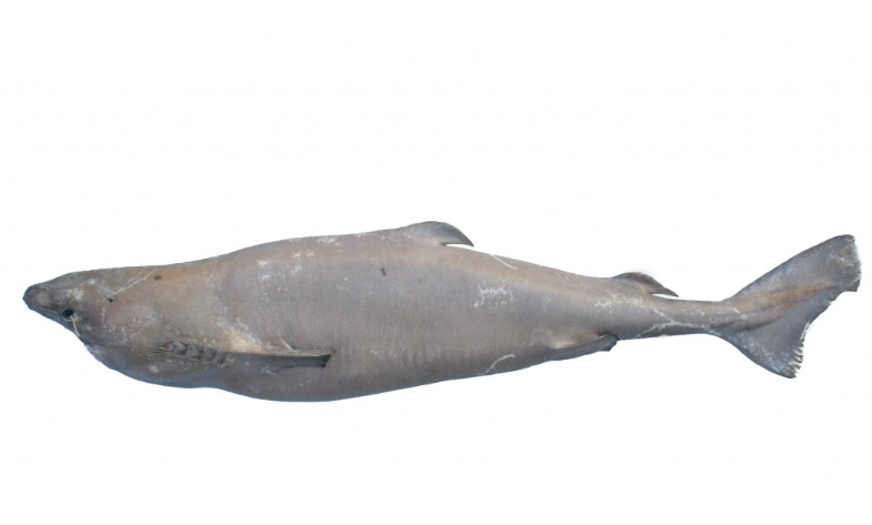 Ljósm. Jónbjörn Pálsson.