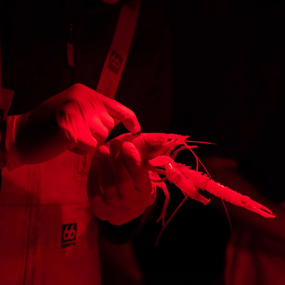 Hljóðmerki fest á humar. Mynd: Svanhildur Egilsdóttir