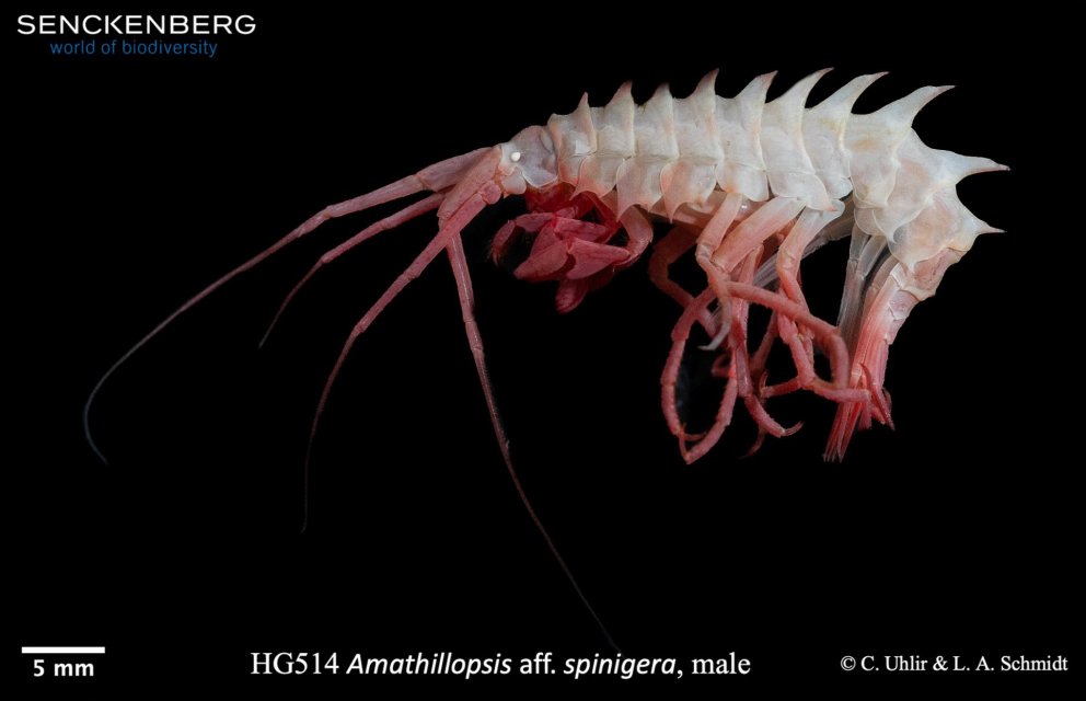 Ný grein sýnir fram á pólhverfa útbreiðslu marflóstegundarinnar Amathillopsis spinigera