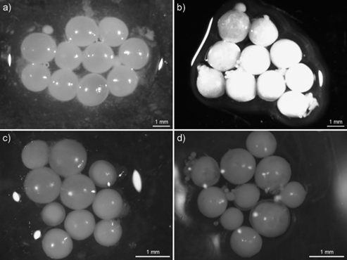 Hlýraegg á vitellogenesis stigi a) fersk og b) eftir um 10 ár í formalíni, og á cortical alveolus st…