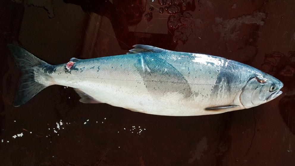 Fyrsti hnúðlax sumarsins var veiddur í Ölfusá fyrir landi Hrauns í Ölfusi.