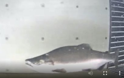Hnúðlax gengur um teljara. (Mynd: Hafrannsóknastofnun)