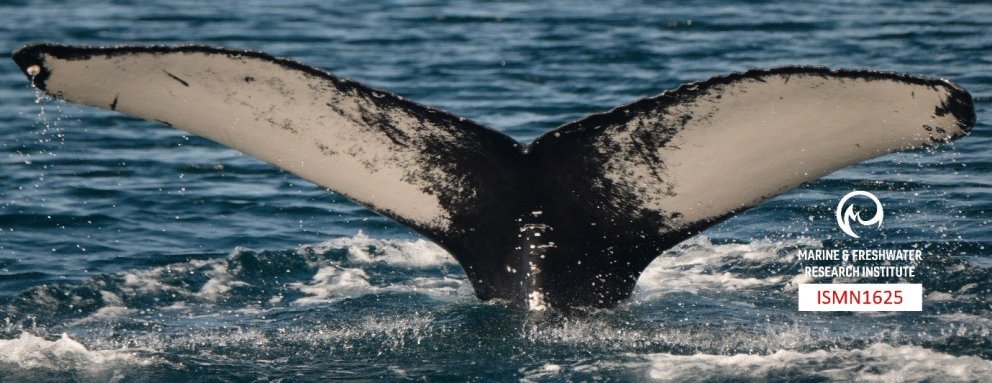 Hnúfubakurinn ISMN1625 sem hefur gert sig heimakominn í Hafnarfjarðarhöfn undanfarna daga. Hvalurinn…