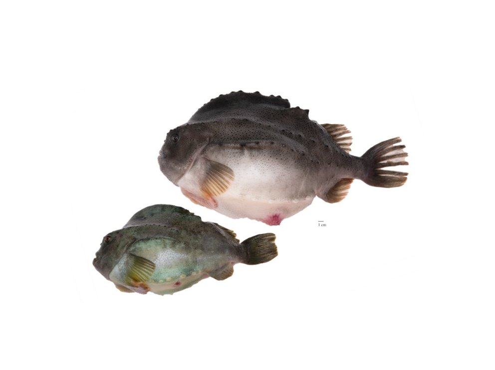 Mynd: Svanhildur Egilsdóttir