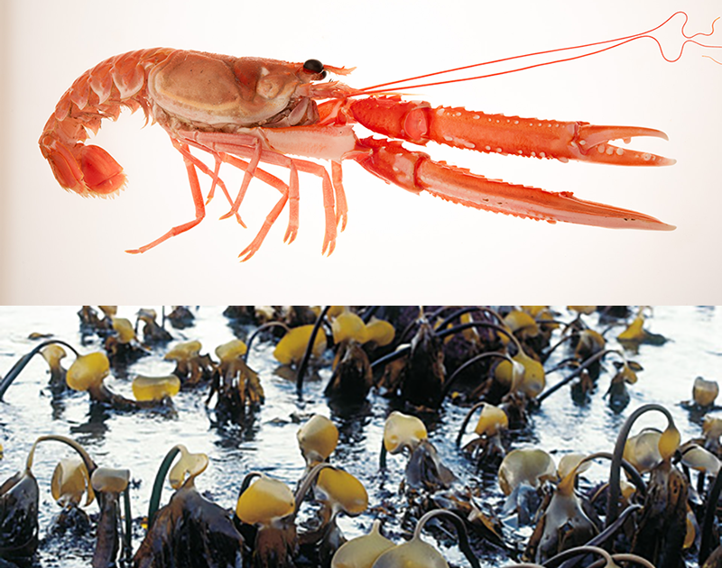 Samsett mynd. Humarmyndin var tekin af Svanhildi Egilsdóttir, stórþarmyndin af Karli Gunnarssyni. Bæ&hellip;