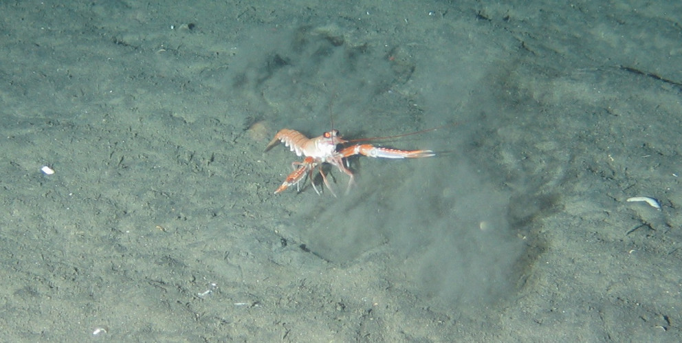 Áhyggjur af gangi humarveiða