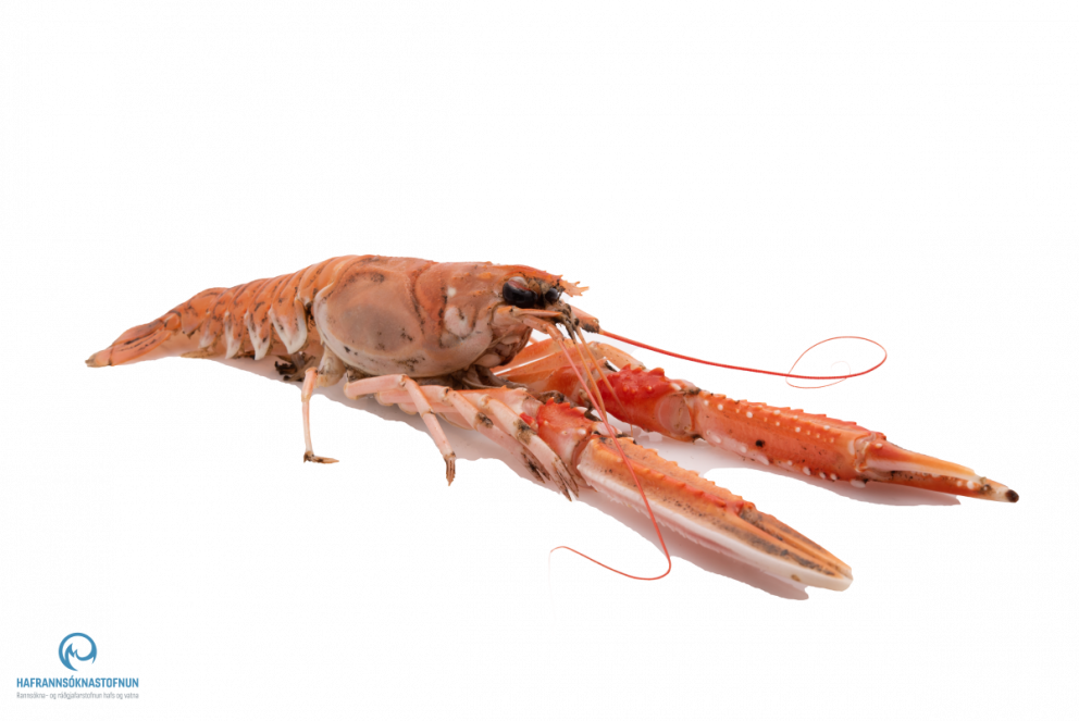 Ráðgjöf um veiðar á humri