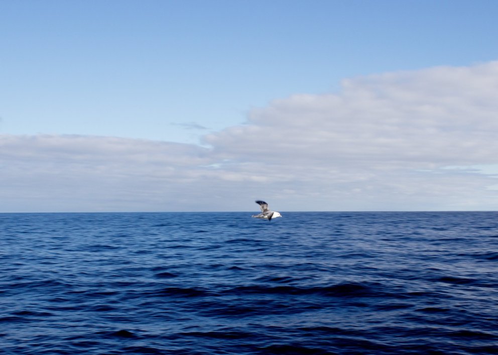 Verkefnastjóra vantar á Umhverfissvið Hafrannsóknastofnunar