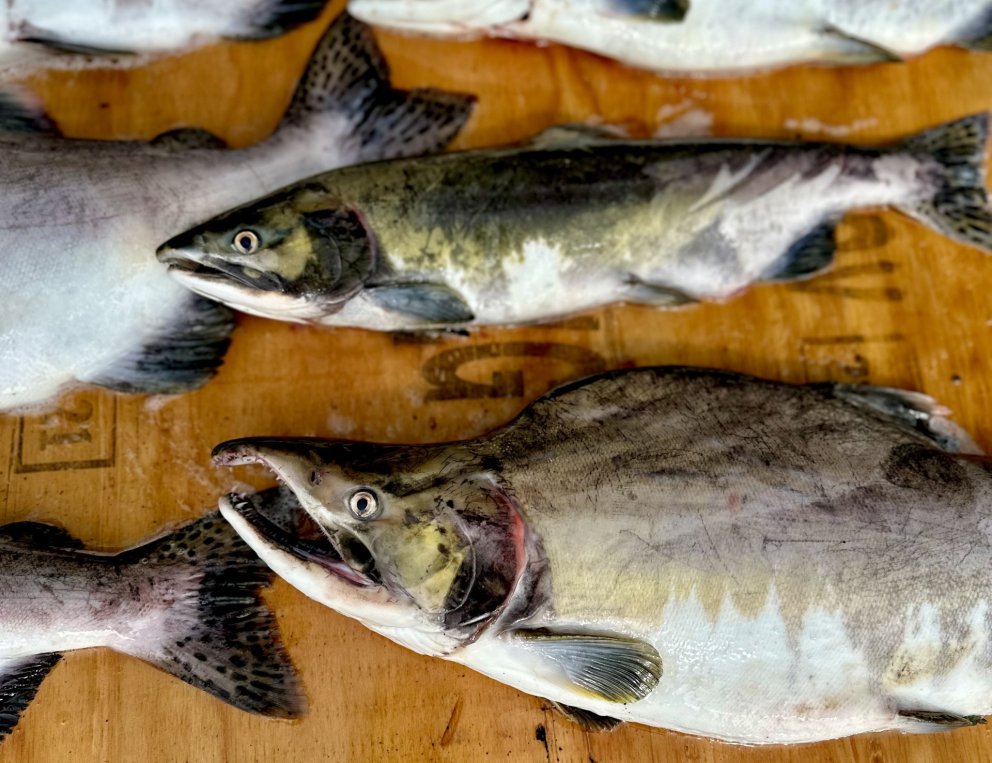 Hnúðlax hrygnir fyrr en aðrir laxfiskar og drepst því næst