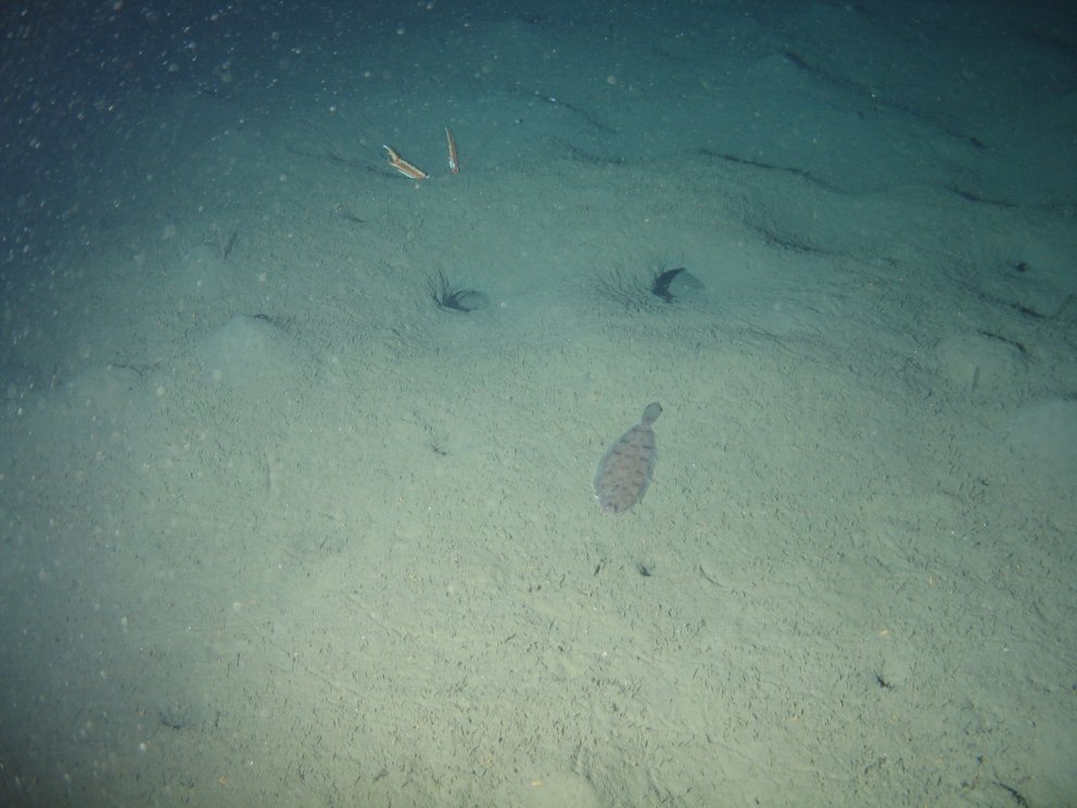 Humarholur á hafsbotni