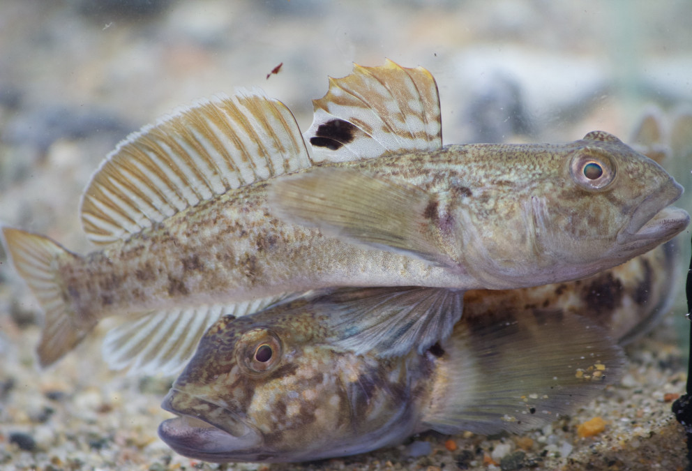 Hlutverk svipgerða við innrás ágengra fisktegunda