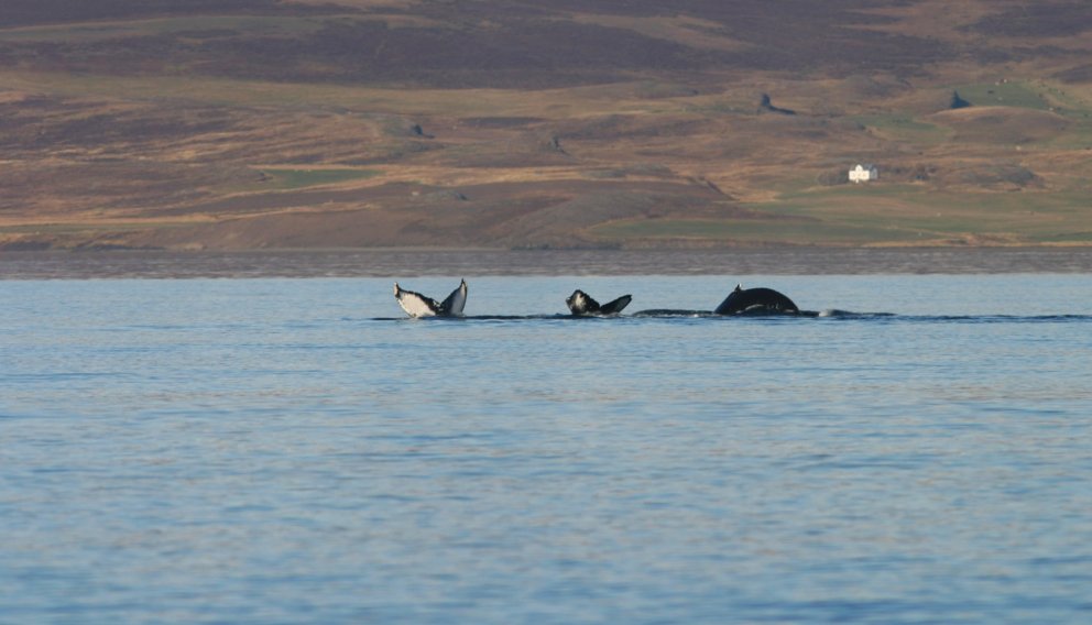 Um afrán hvala við Ísland og áhrif þeirra á afrakstur annarra nytjastofna