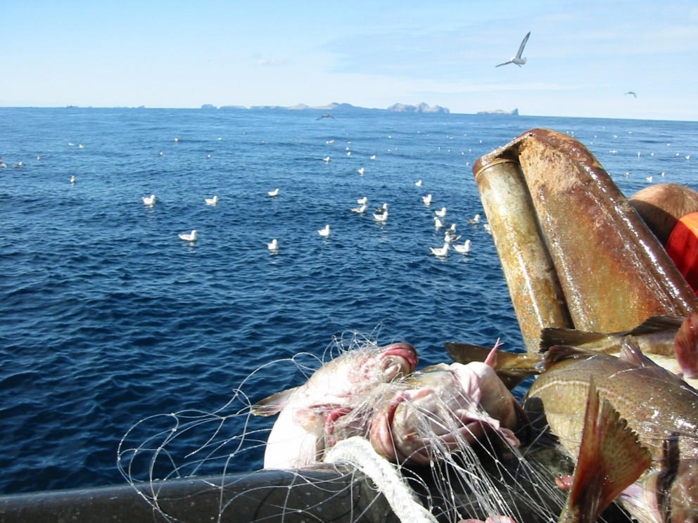 Útboð vegna netaralls 2018