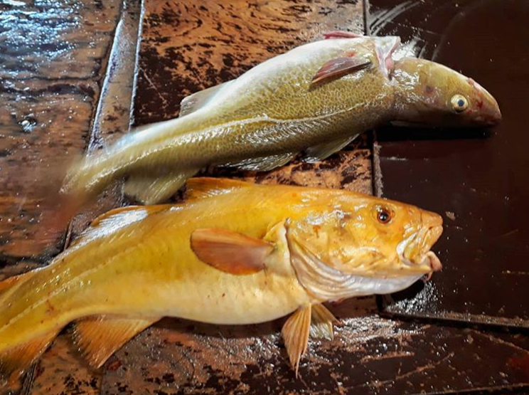 Þorskur. Mynd tekin af Instagram Hafrannsóknastofnunar