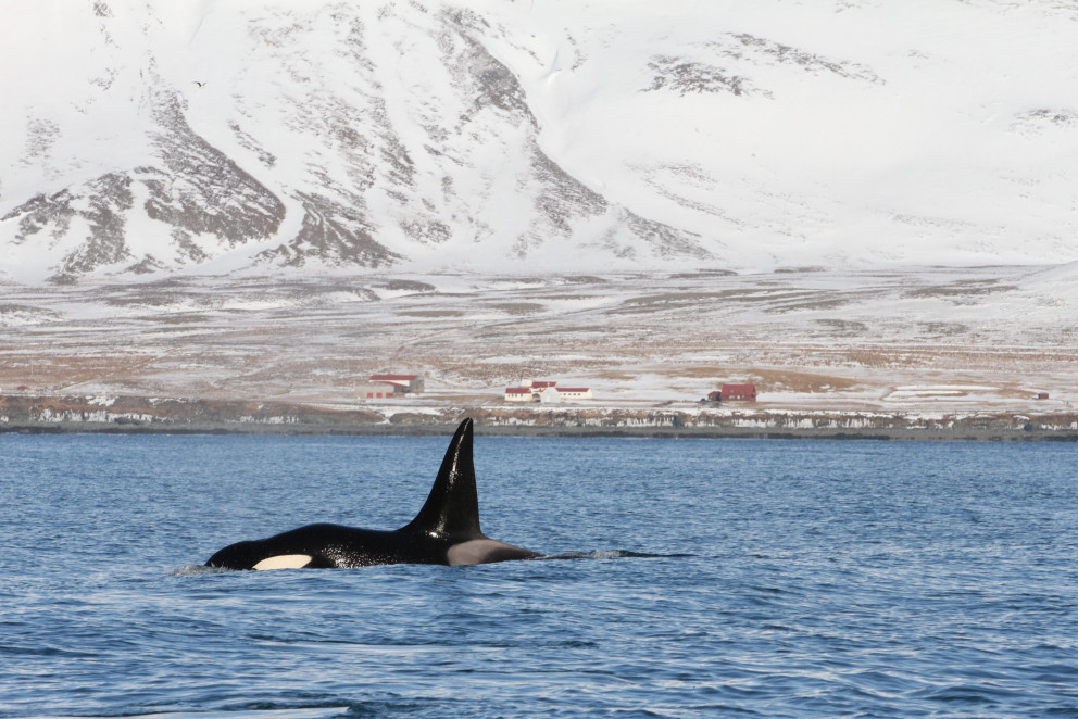 Mynd: Julie Béesau/Icelandic Orca Project.
ISM136 í Grundarfirði í mars 2014.