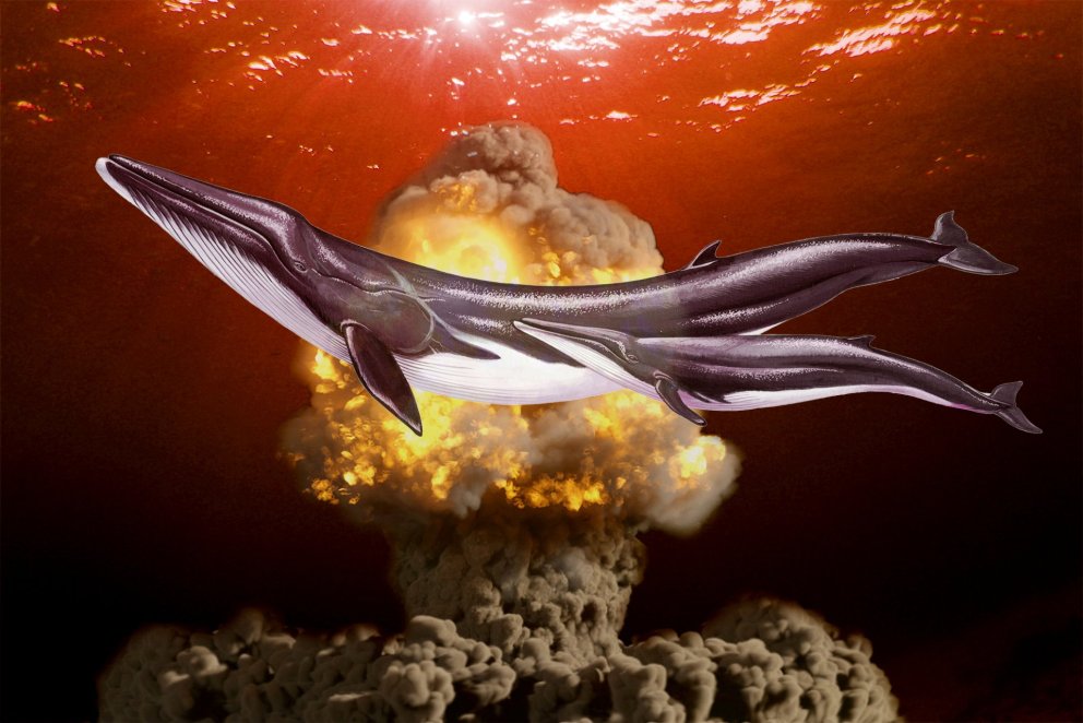 Kjarnorkusprengjur eru sjaldnast taldar af hinu góða en þó má nota þær til að aldurgreina skíðishval…