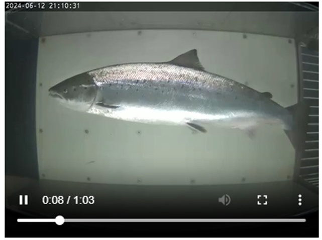 Laxateljari í Laugardalsá sem greinir eldisfiska