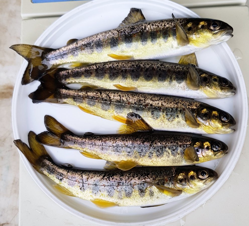 Ljósm. Guðni Guðbergsson