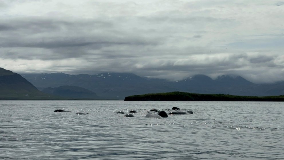 Mynd og myndband: Svanhildur Egilsdóttir.