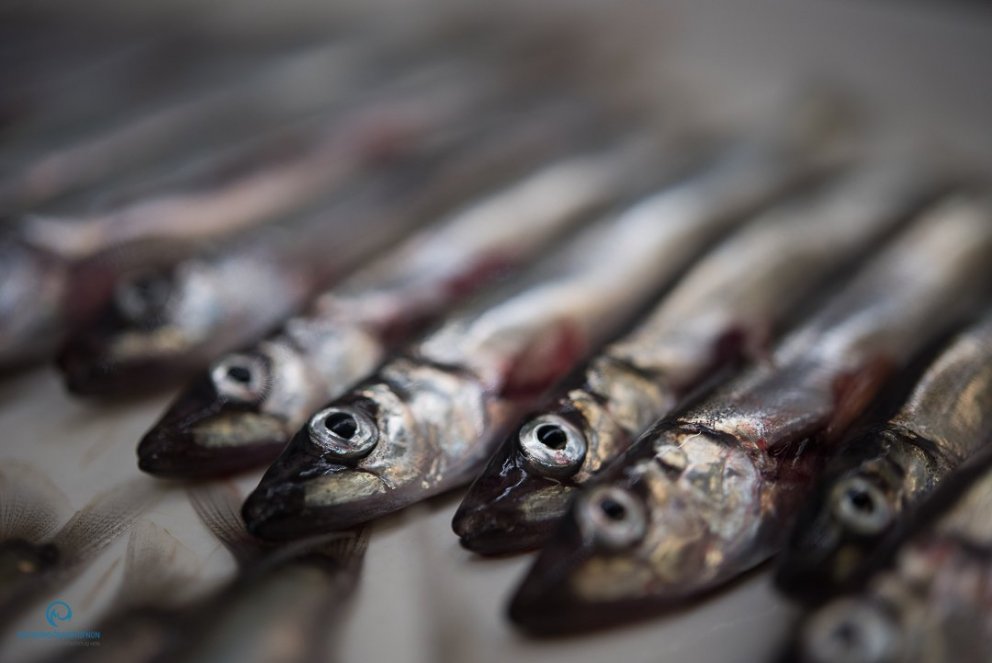 Niðurstöður mælinga á stærð loðnustofnsins í september 2018