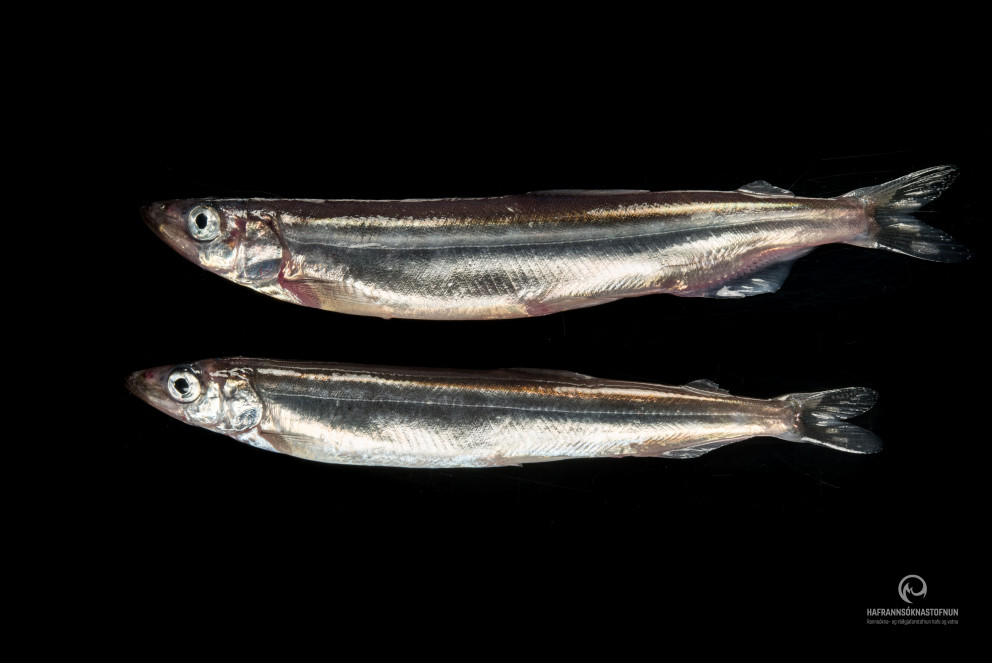 Framvinda loðnuleiðangurs