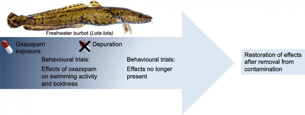Hafa þunglyndislyf áhrif á atferli fiska?