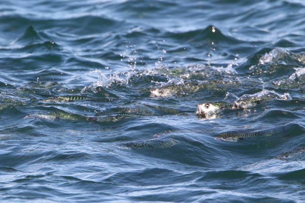 Niðurstöður makrílleiðangurs liggja fyrir