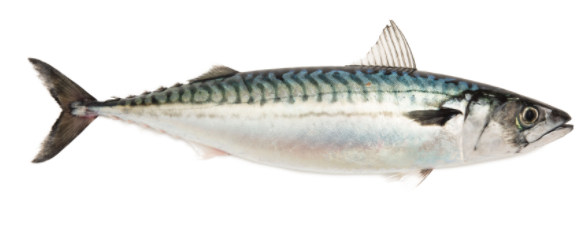 Makríll. Ljósm. Svanhildur Egilsdóttir