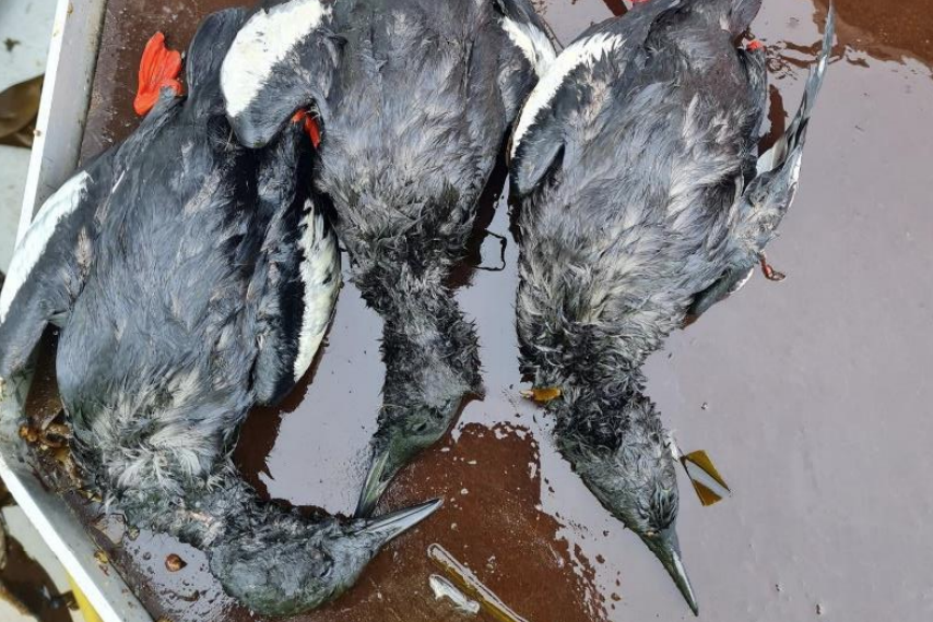 Teista er algengur fugl í meðafla á grásleppuveiðum.