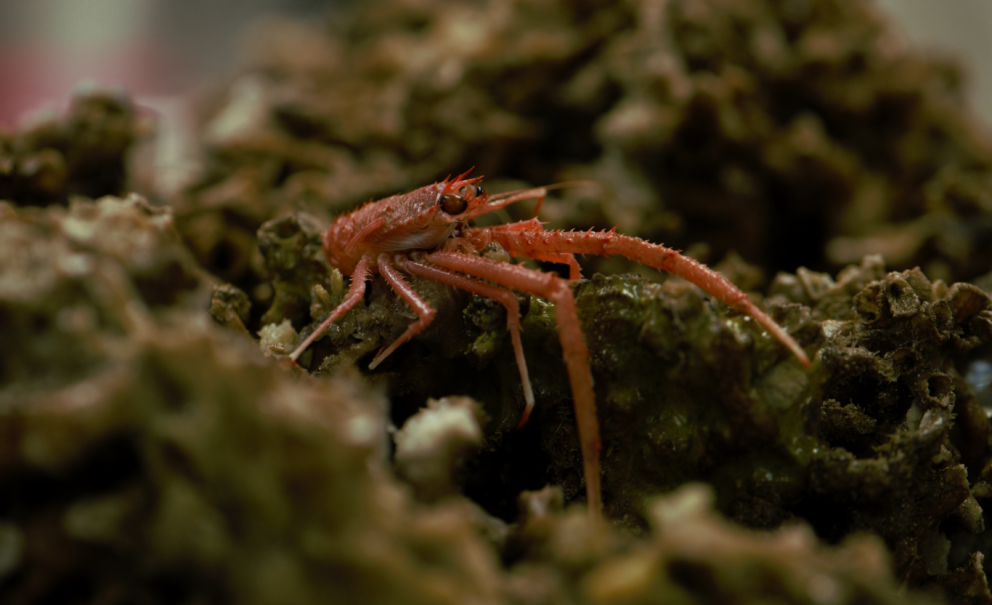 Á málstofu Hafrannsóknastofnunar þann 18. maí flytur Steinunn Hilma Ólafsdóttir sérfræðingur á Hafra…